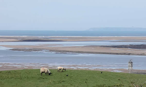 Sheep grazing on the slopes above Instow Beach